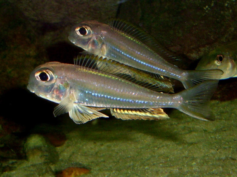 Xenotilapia sima 'Moliro'